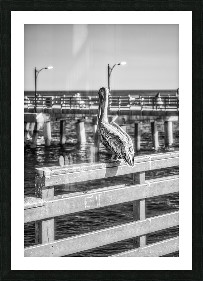 Oceans Guardian: Black and White Infrared Capture of Pelican on Saint Simons Island Pier Picture Frame print