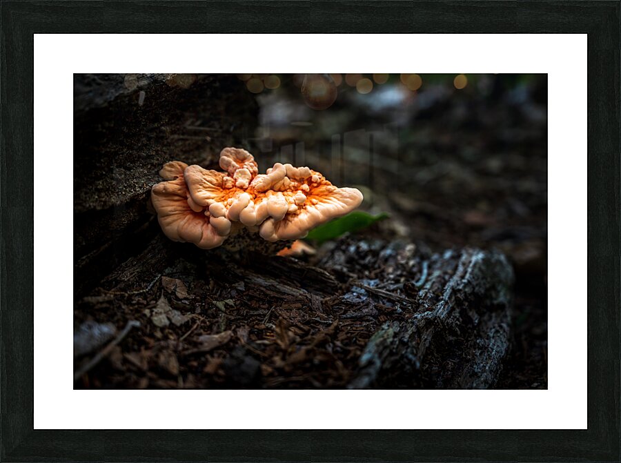 Delaware Fungi: A Lighted Shroom in the Mystical Forest Picture Frame print