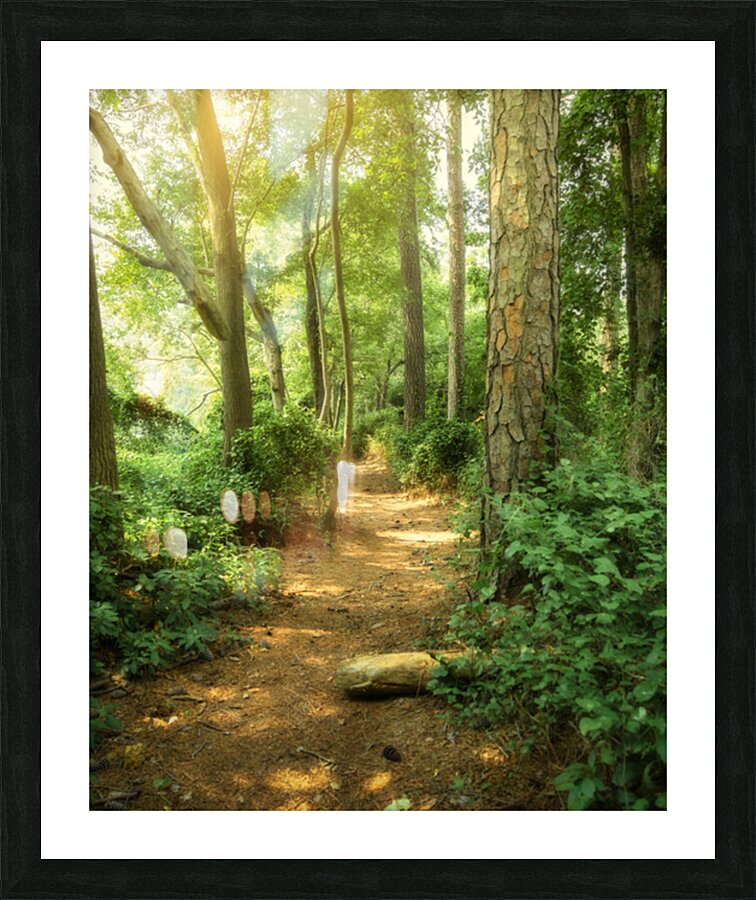 Whispers Along the Sunlit Path Impression et Cadre photo