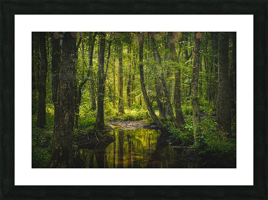 Swampish Impression et Cadre photo