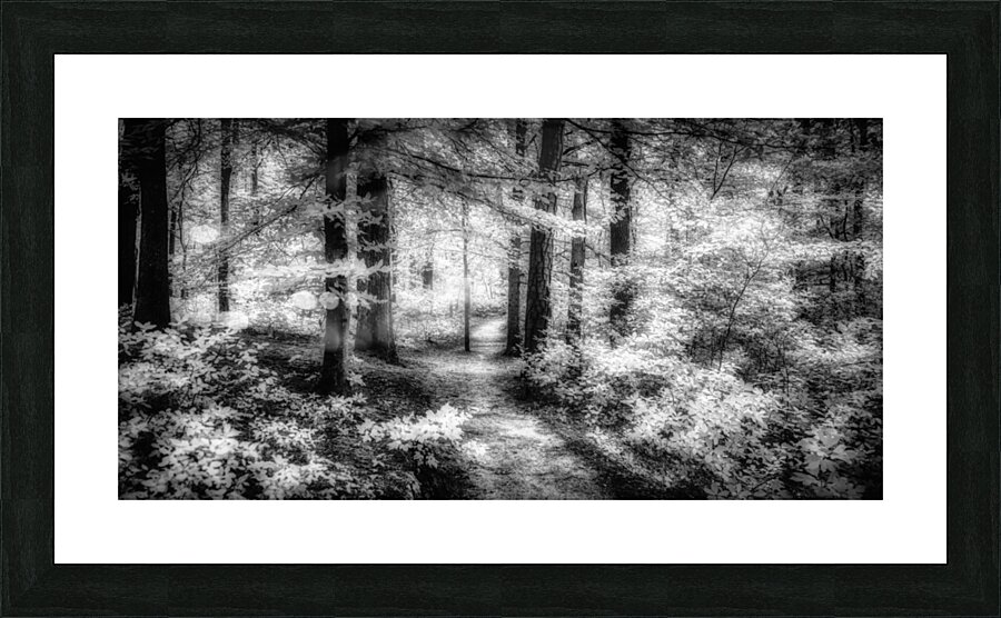 Killens Path: Serene Infrared Passage Picture Frame print