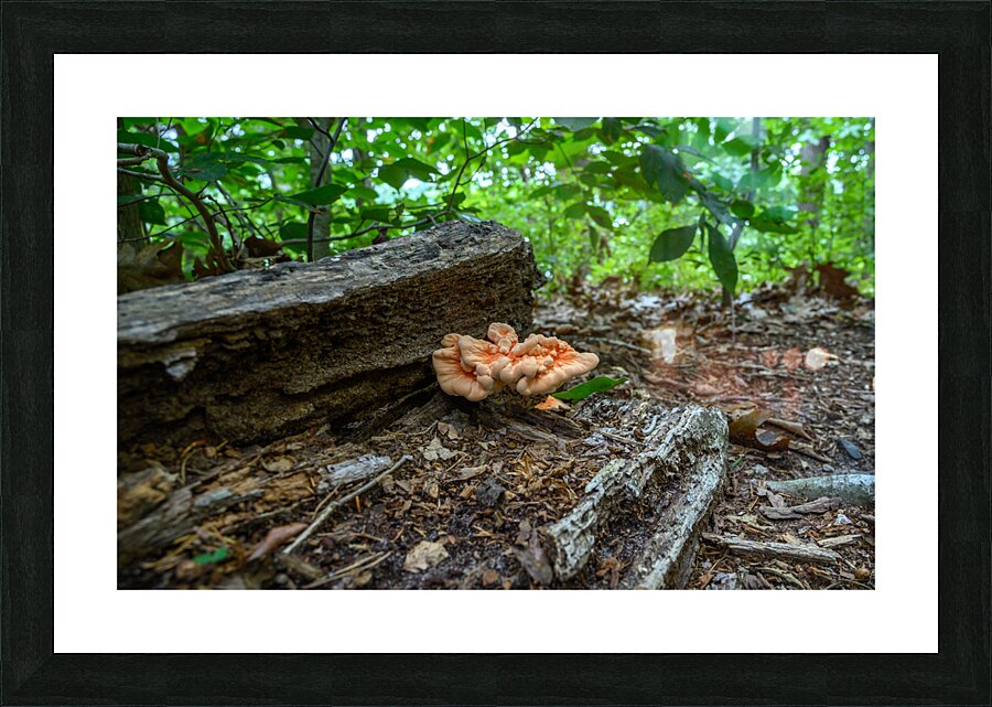 Delaware Fungi: A Sheltered Mushroom Picture Frame print