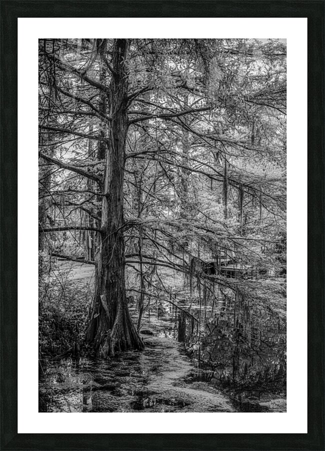 Louisiana Cypress Picture Frame print