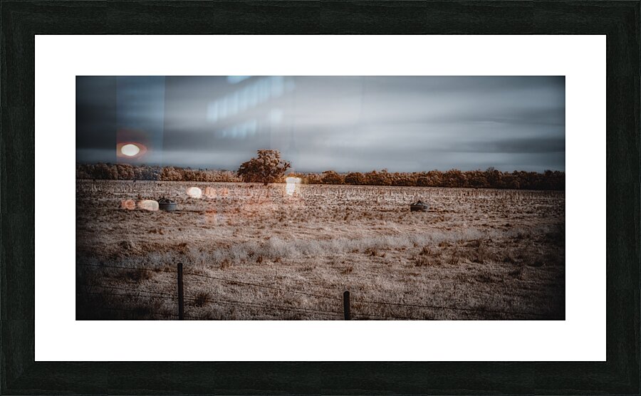 Lone Tree in Saint Bernards-3 Picture Frame print