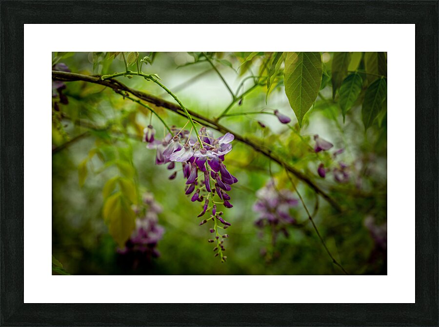 Purple Flowers Hanging Down Picture Frame print