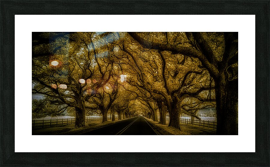 Saint Bernards Tree Road Impression et Cadre photo