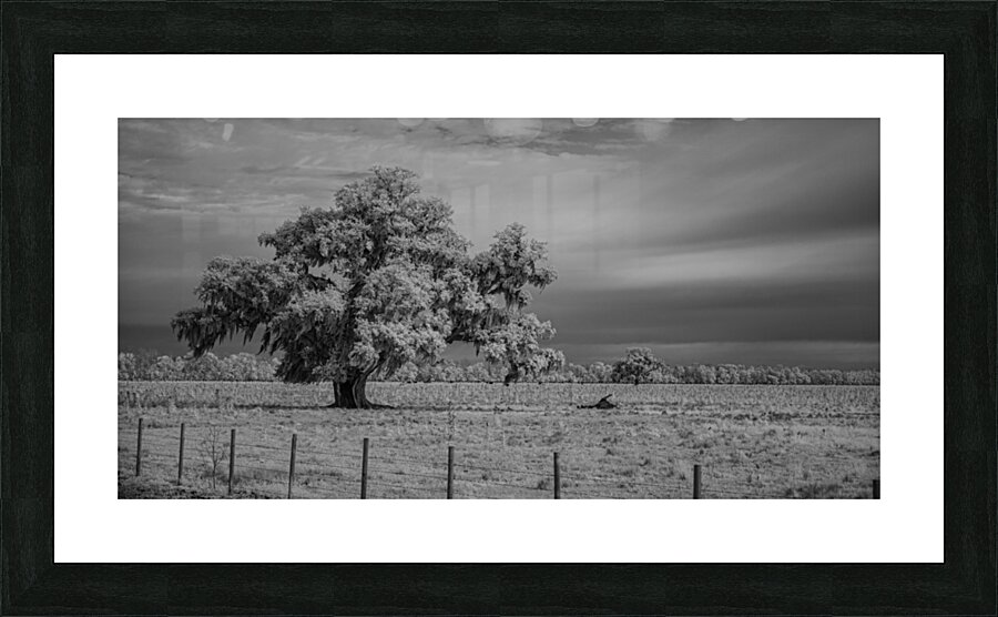 Lone Tree in Saint Bernards-1 Impression et Cadre photo