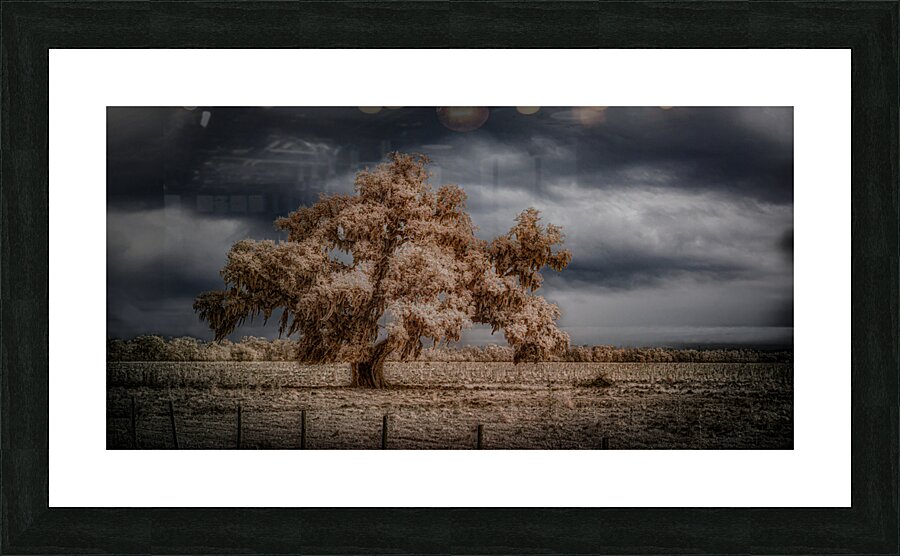 Lone Tree in Saint Bernards-2 Picture Frame print