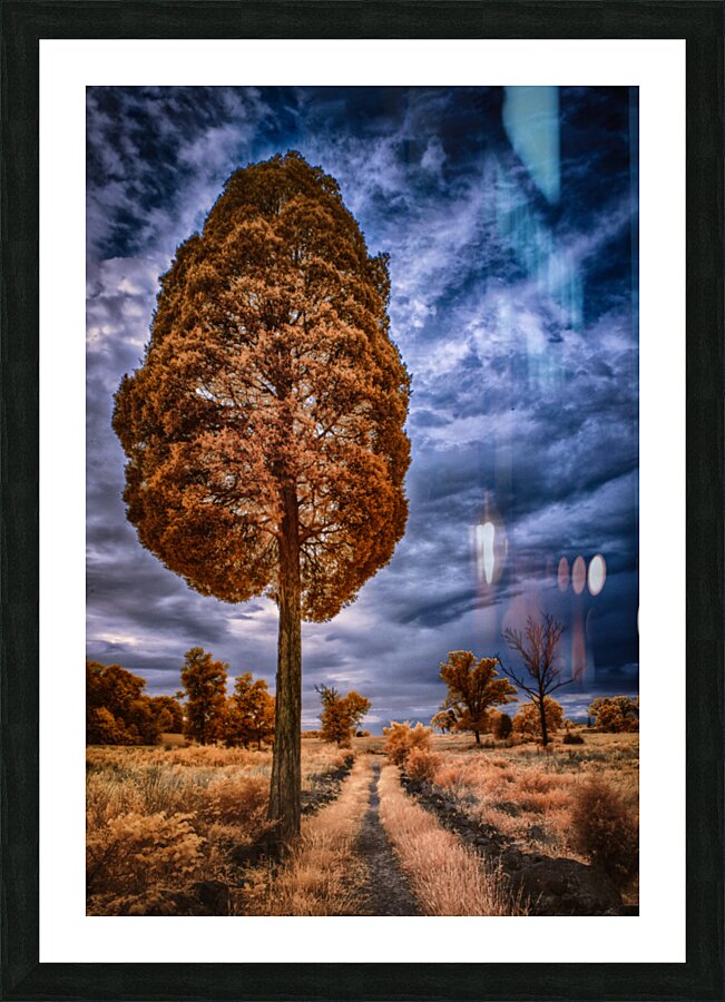 Tall Trail Picture Frame print