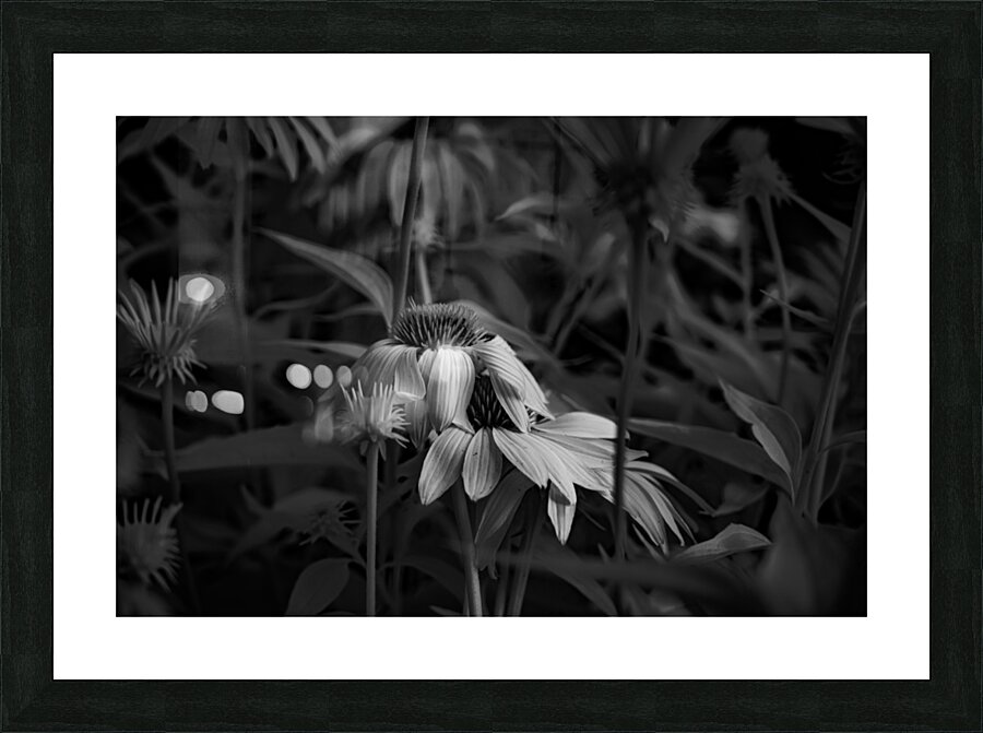 Loris Flowers - 3 Picture Frame print