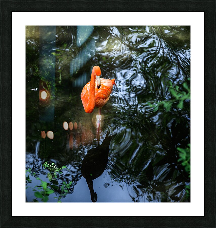 Feathered Wonders: Exploring Homosassa State Park Picture Frame print
