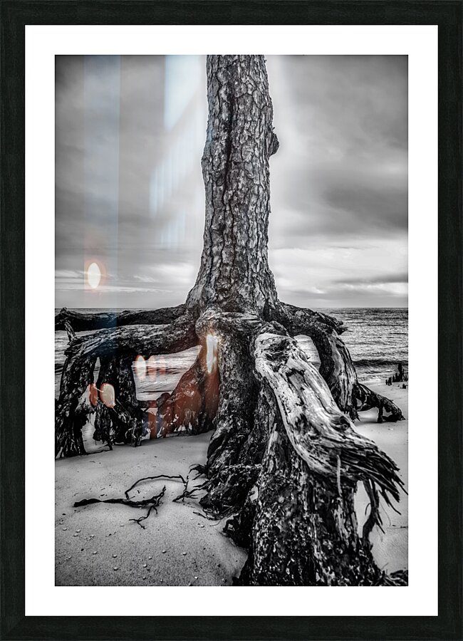 Rooted in Sand Picture Frame print