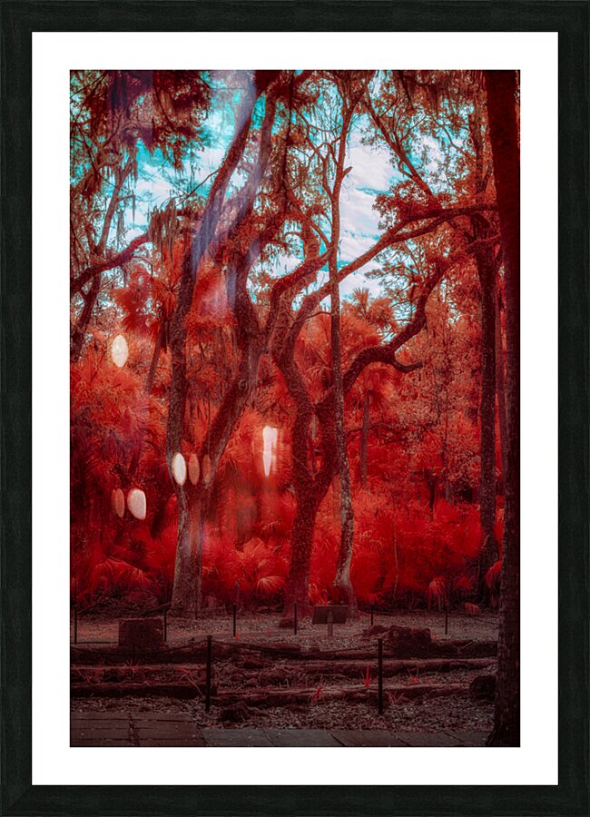 Enchanted Southern Grove: Bulow in Infrared Picture Frame print