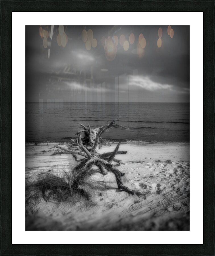 Driftwood Dreams: Bald Point State Park Picture Frame print