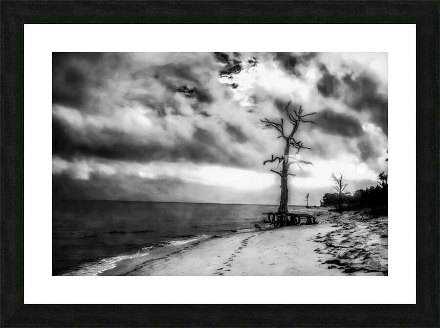 Ghosts of the Shoreline: Dead Tree Footprints Picture Frame print