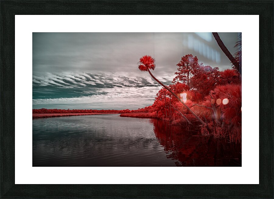 Exploring Bulow Plantation: A Romantic Stroll Reveals a Crimson-Hued Palm Oasis Picture Frame print
