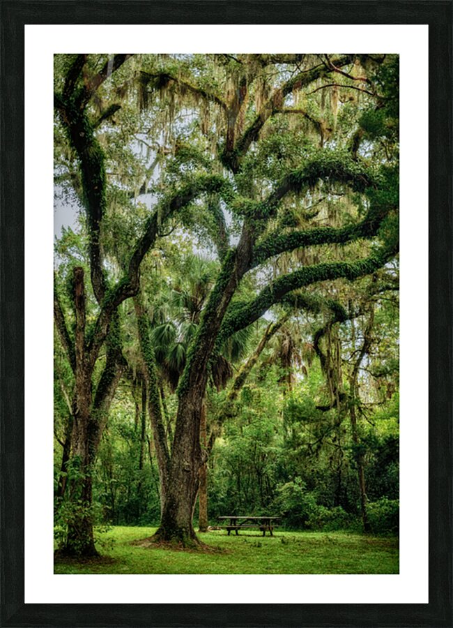Unexpected Charms: Yuhlee Sugar Plantations Tranquil Oak Haven in Florida Impression et Cadre photo