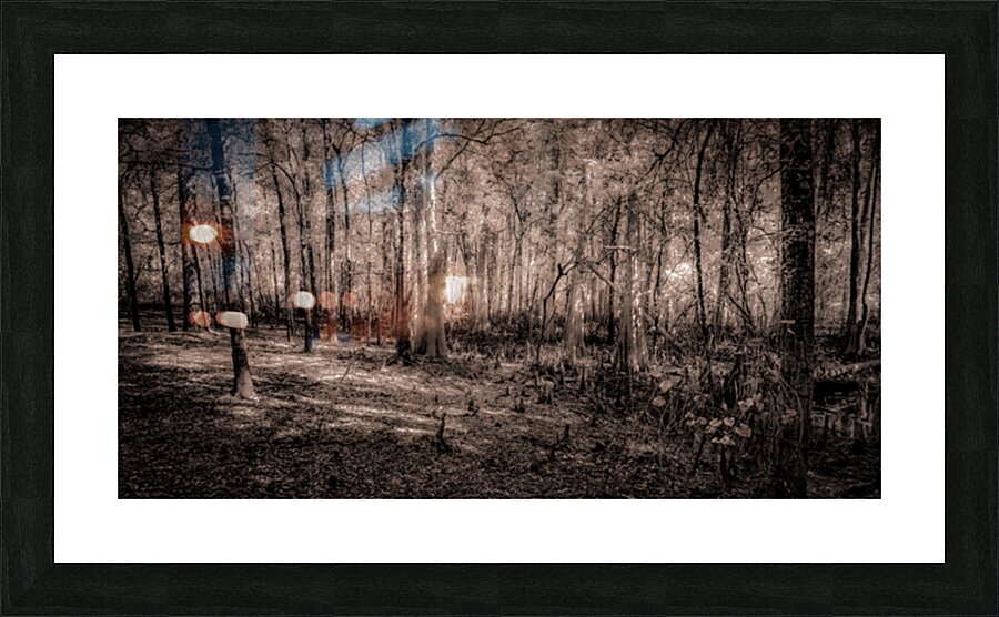 Cypress Shadows at Dawn Picture Frame print