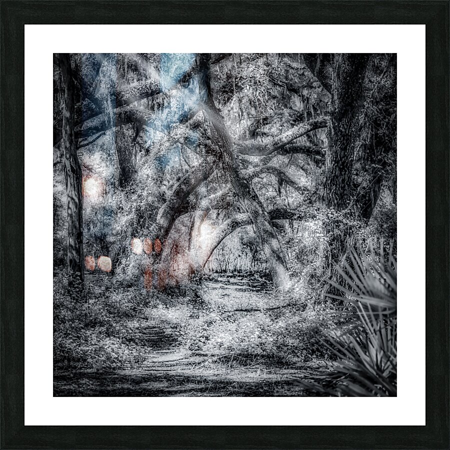 Jungle Path Impression et Cadre photo