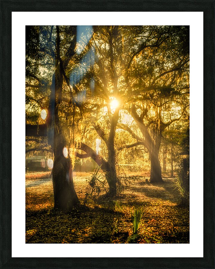 Golden Oak Light Picture Frame print