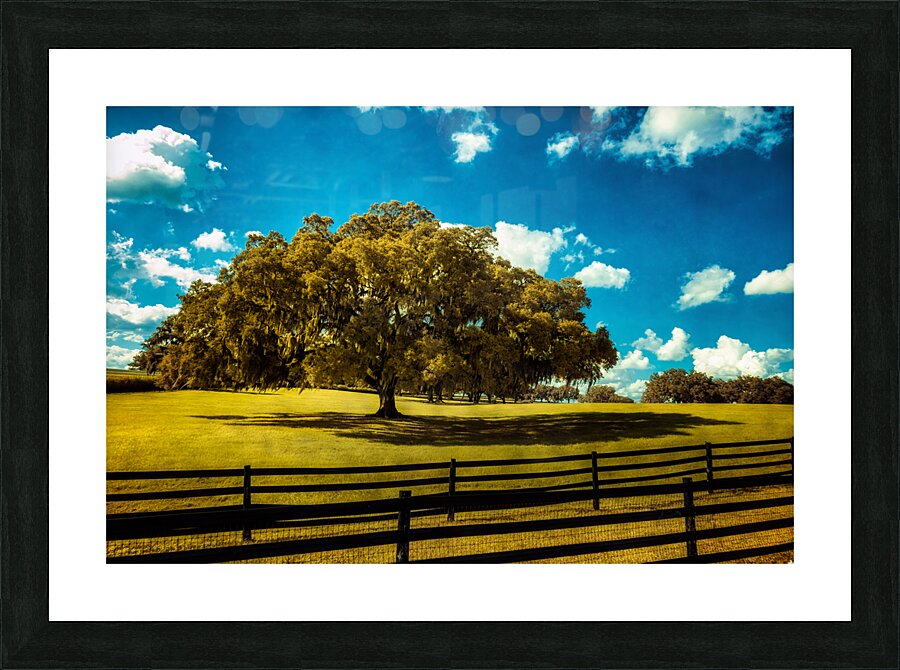 Majestic Oak: Exploring Ocalas Enchanting Back Roads Picture Frame print