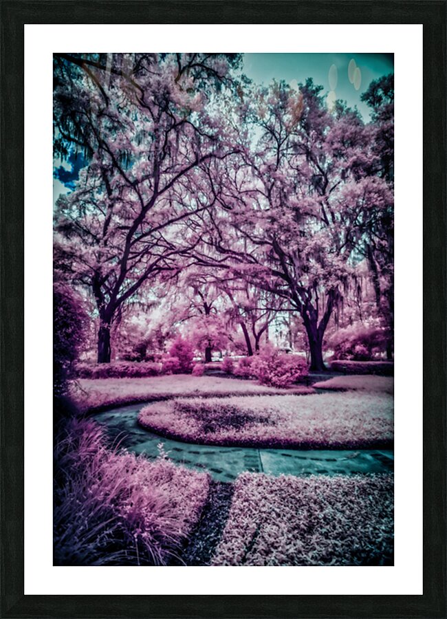 Whispers of Wonder: Navigating the Mystical Labyrinth in Shalom Park Ocala Florida Picture Frame print