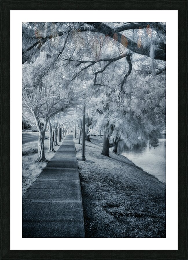 Spanish Moss Promenade Impression et Cadre photo