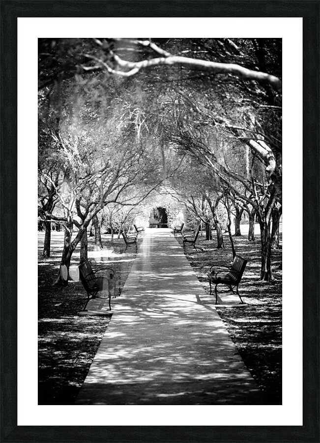 Olive Promenade Picture Frame print