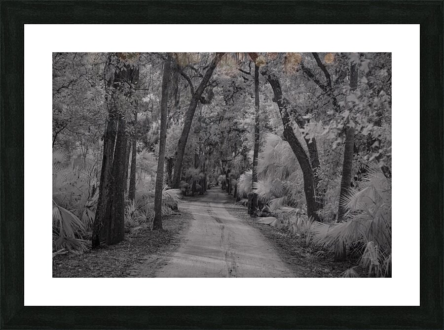 Shadows of Bulow Picture Frame print