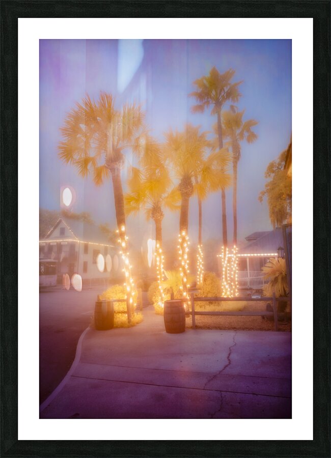Enchanting Saint Augustine: Palm Trees Aglow with Christmas Magic Picture Frame print