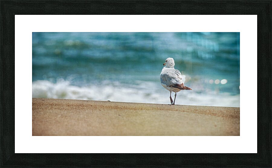 A Walk on the Beach: Capturing Serenity with a Seagull on Virginia Beach Impression et Cadre photo