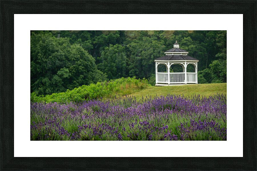 Lavender Gazebo Picture Frame print