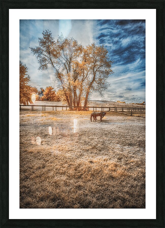 Surreal Pastures: Maryland Horses Picture Frame print