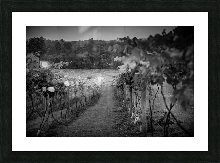 Grape Rows Impression et Cadre photo