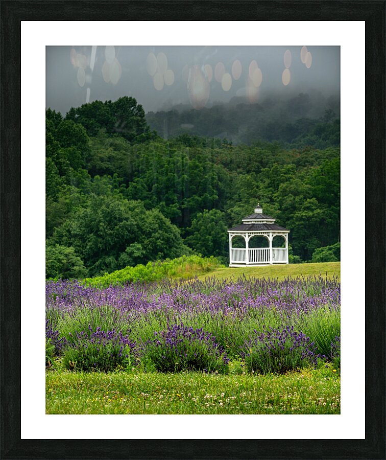 Lavender Gazebo Picture Frame print