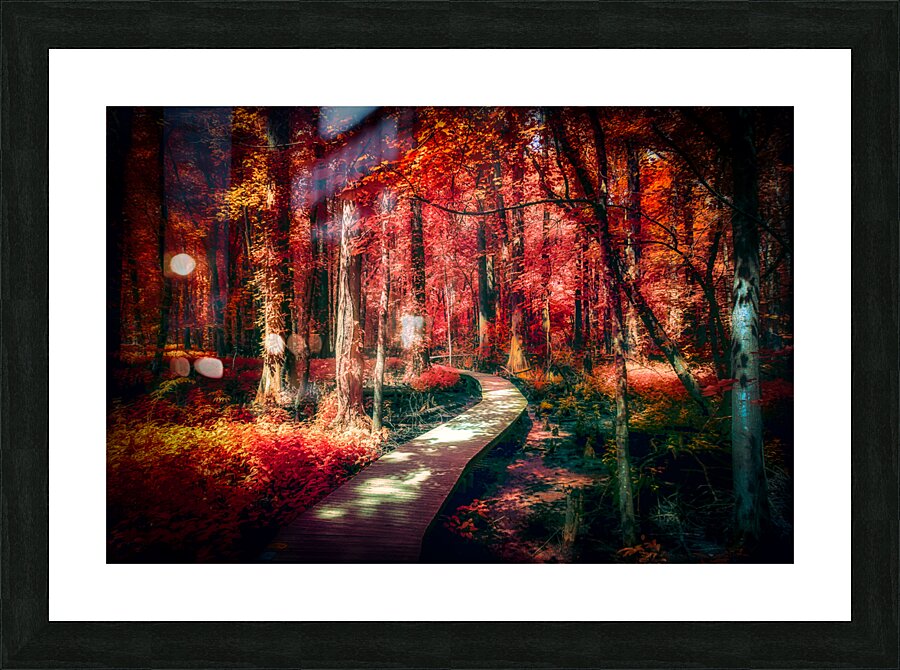 Red Swamp Walk Picture Frame print