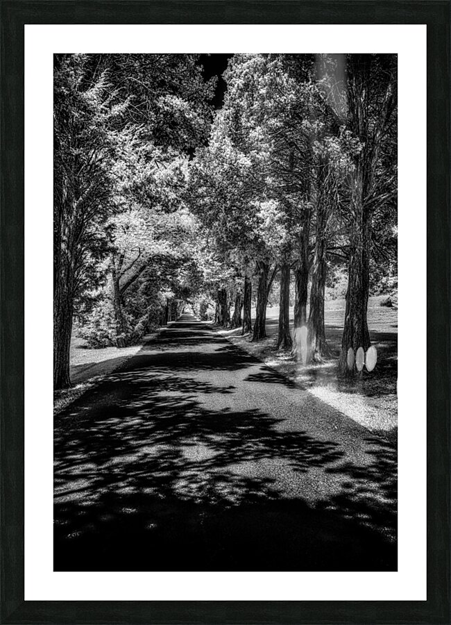 Shadows Path Beckons Picture Frame print