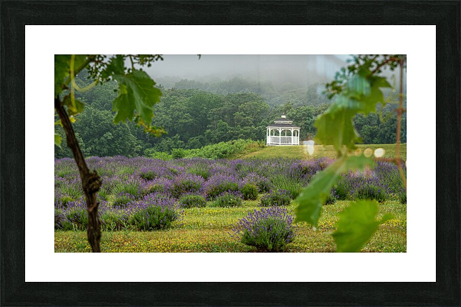 Thru the Vine Picture Frame print