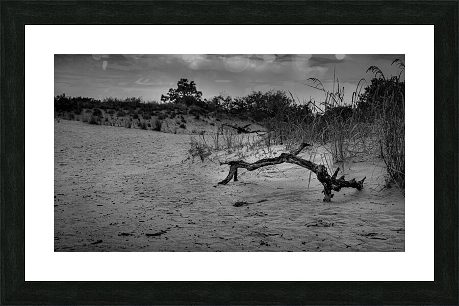 Jockey Ridge Branch Picture Frame print