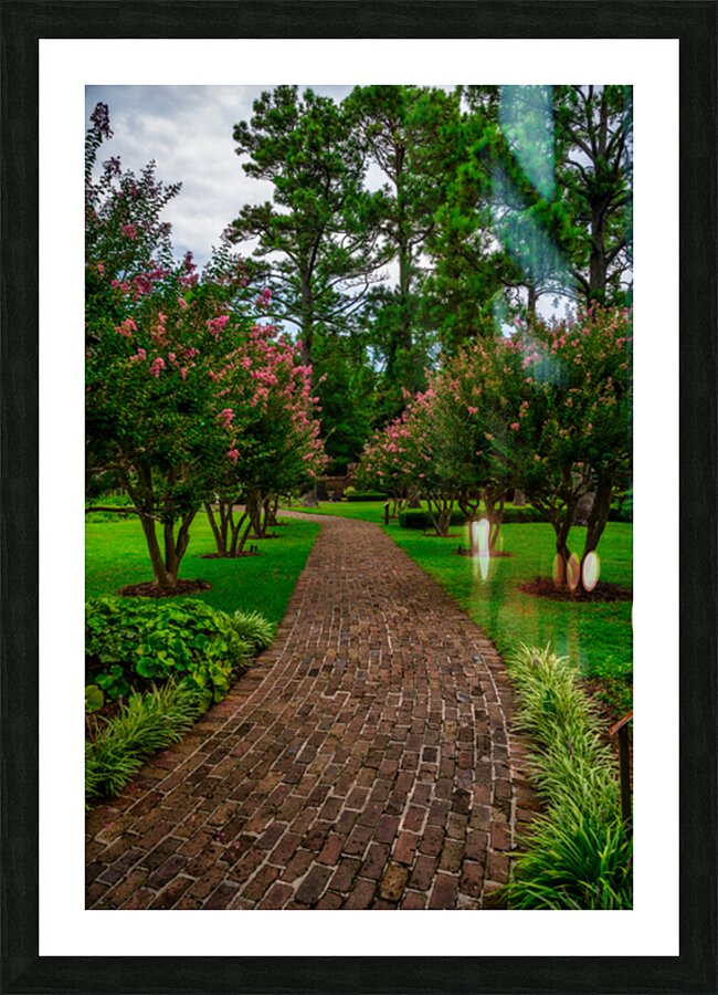 Crepe Myrtles Pathway Impression et Cadre photo