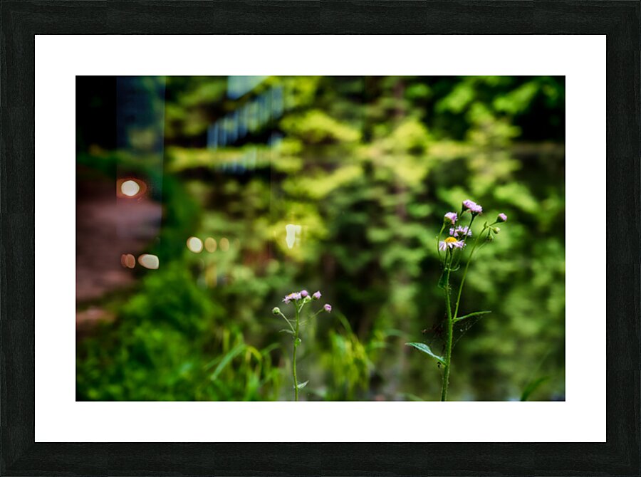 Tranquil Blossoms: A Close Encounter with Wildflower Splendor Picture Frame print