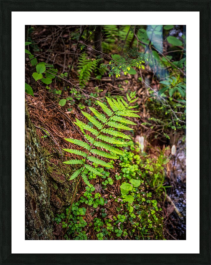Fern Pattern Picture Frame print