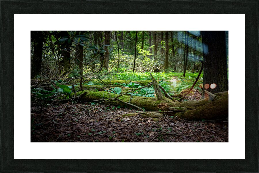 Whispers of the Ancient Forest Picture Frame print