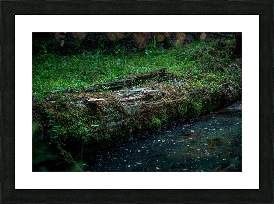 Fungi and Dirty Pool Picture Frame print