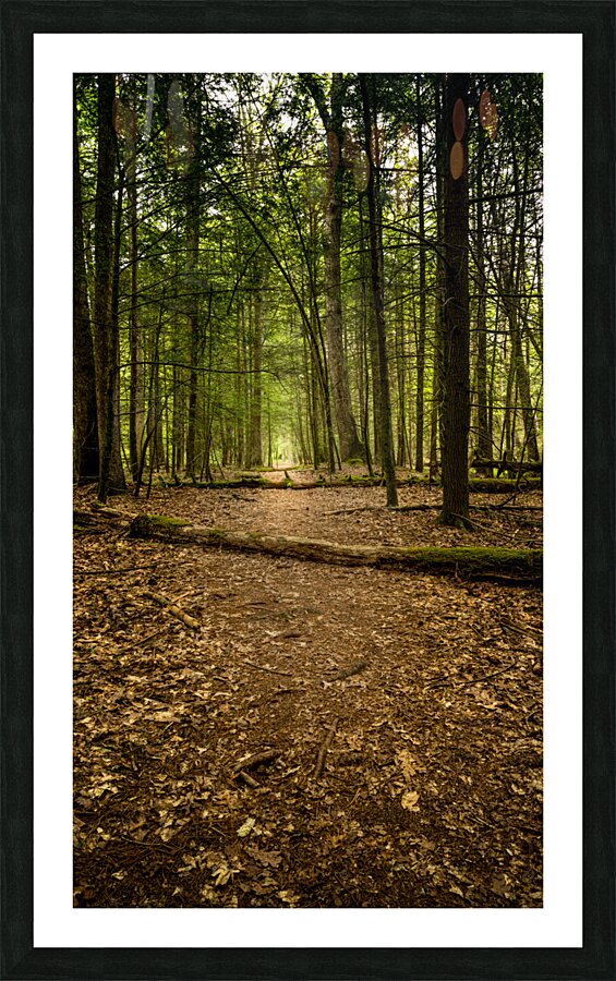 Path in the woods Picture Frame print