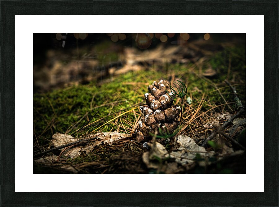 Pine Cone Picture Frame print