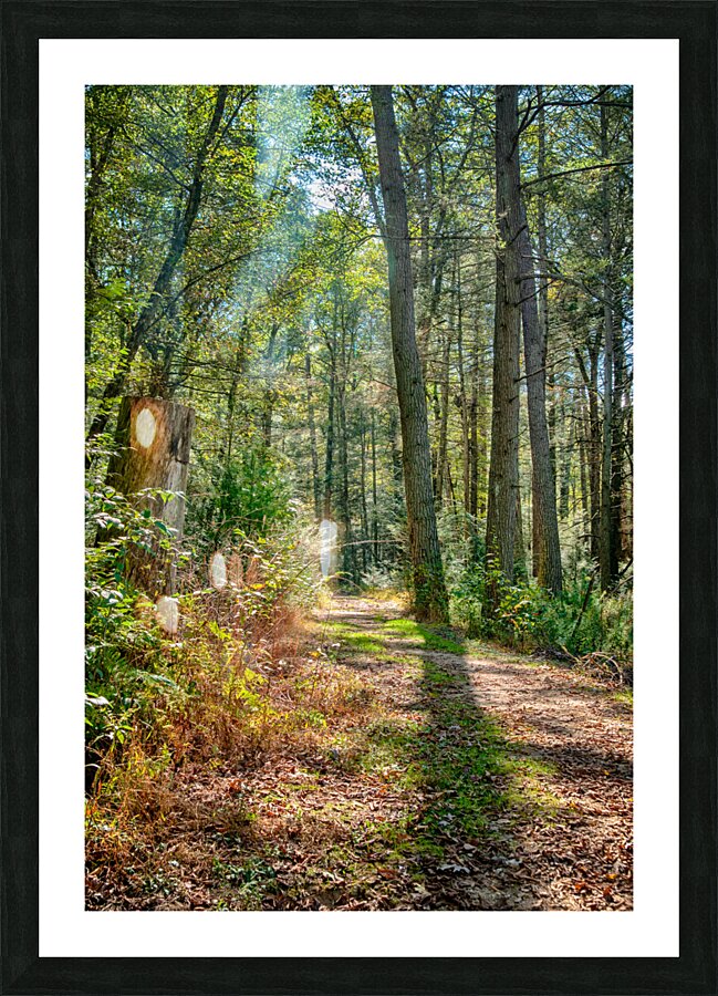 Path in woods Picture Frame print