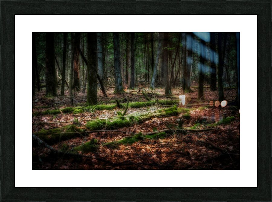 Forest Floor Secrets Picture Frame print