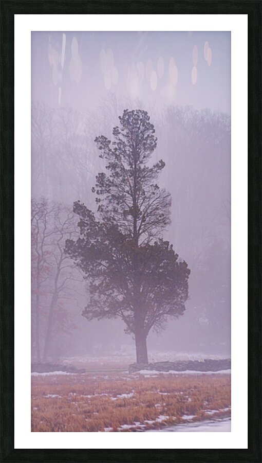 Winter Tranquility: Lone Withdrawn Tree in Gettysburg Picture Frame print