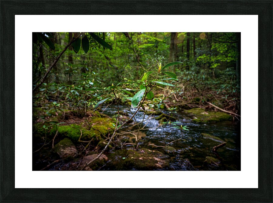 Springs Promise Picture Frame print